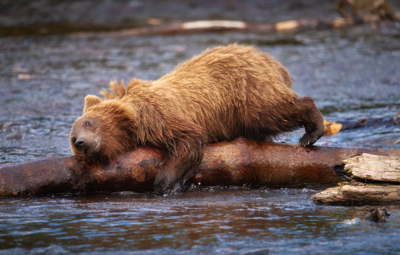 Фото обои река, медведь, бревно, Камчатка, Александр Кукринов