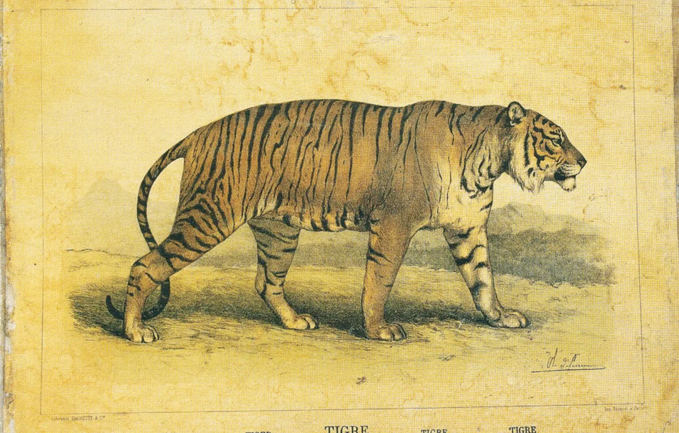 Фото обои тигр, ретро, винтаж, страна