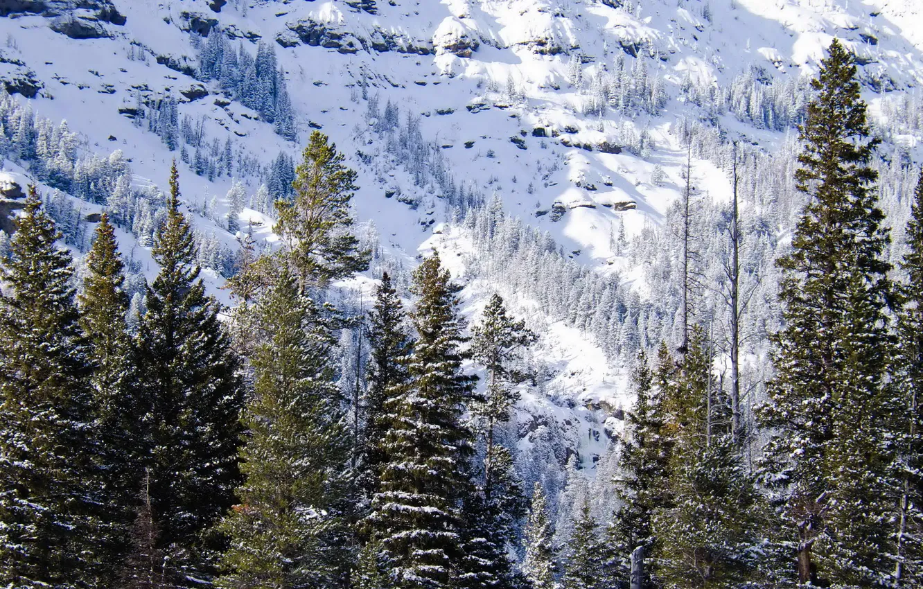 Фото обои зима, снег, природа, фото, ель, США, Wyoming
