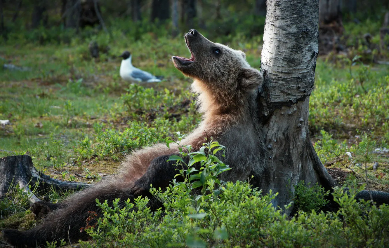 Фото обои лес, дерево, медведь, берёза, Топтыгин, певун, Шумел камыш!