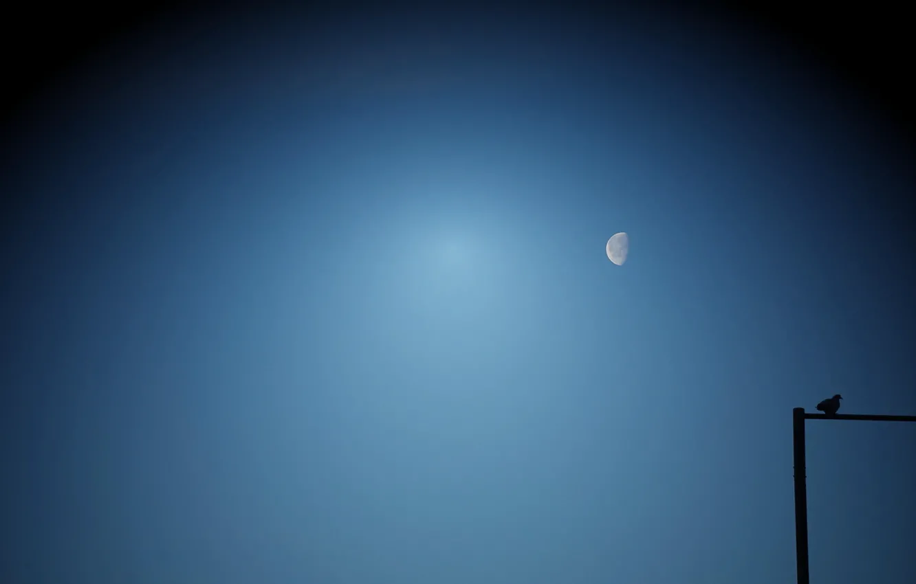 Фото обои небо, птица, луна