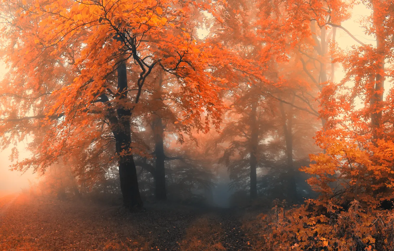 Фото обои осень, лес, деревья, туман