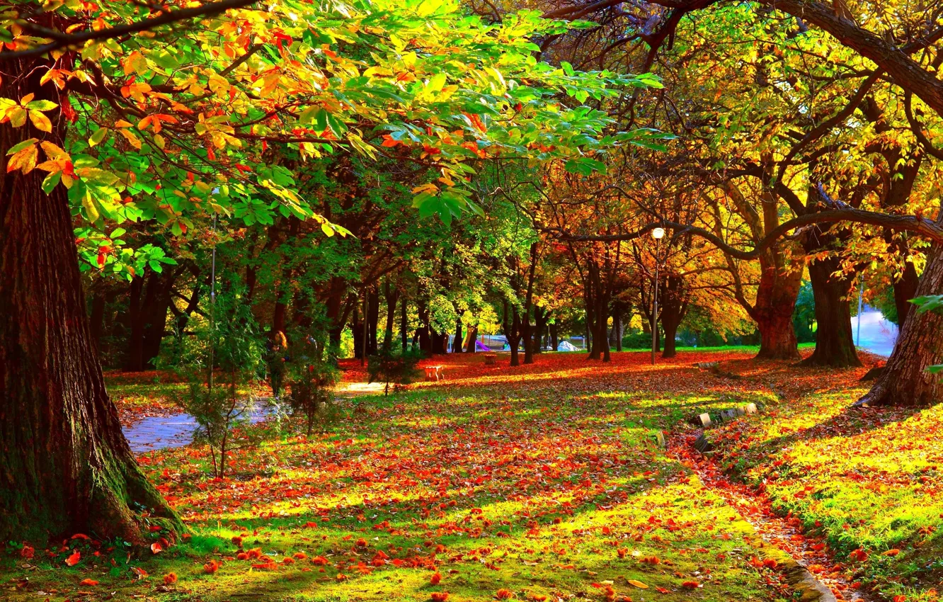 Фото обои деревья, парк, листва, Осень, тропинка, trees, nature, park