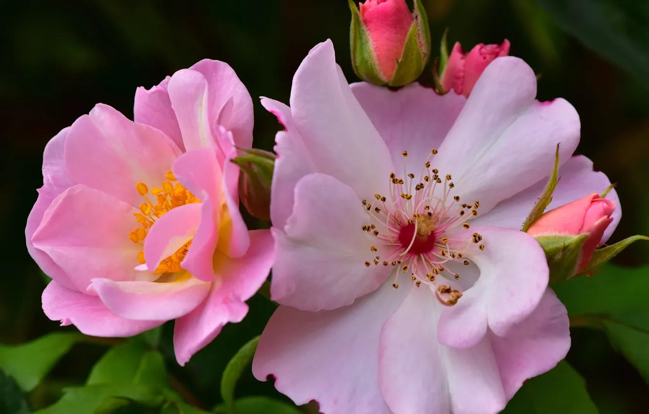 Фото обои макро, розовая, роза, лепестки, бутоны