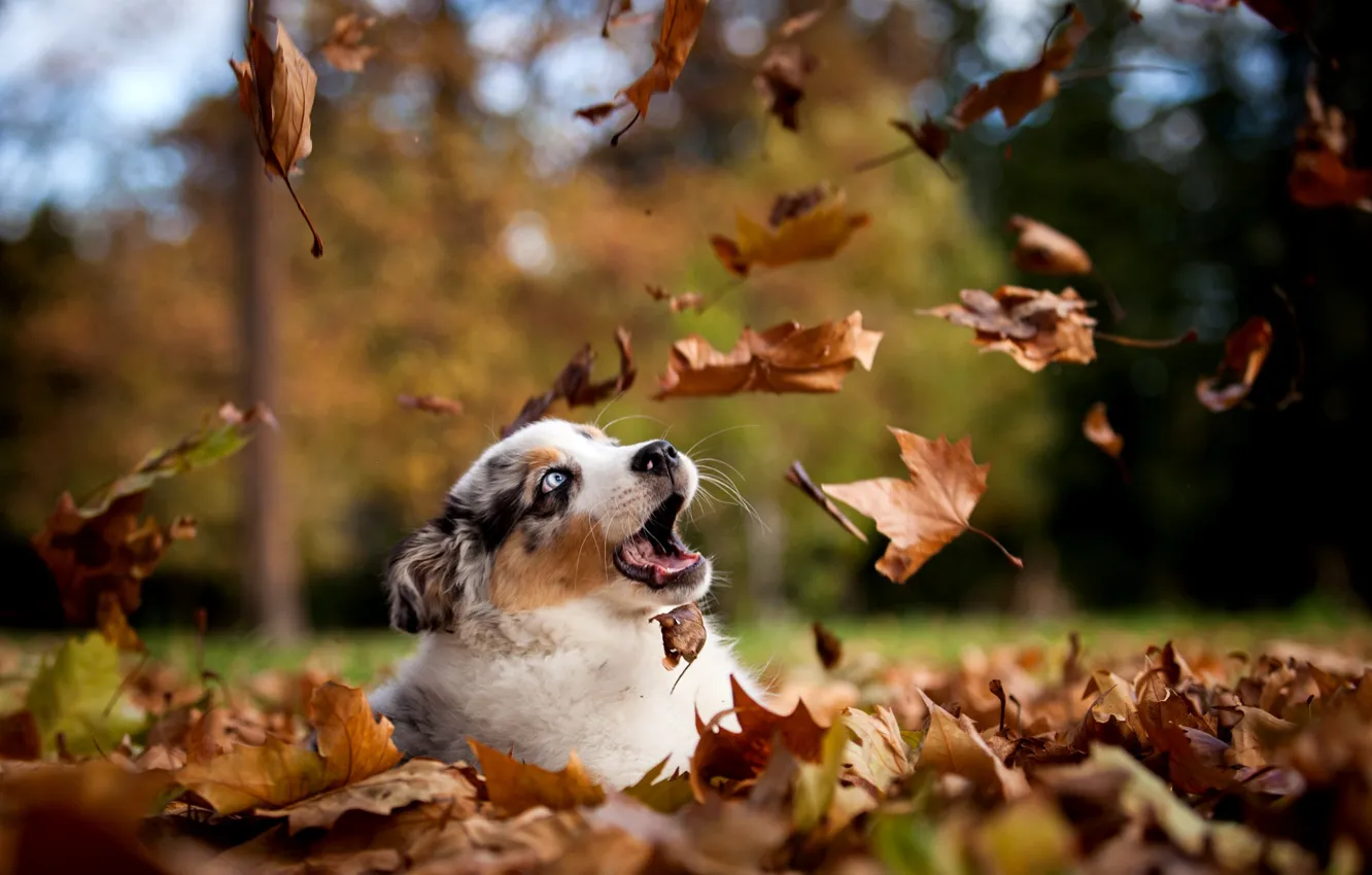 Фото обои осень, листья, природа, парк, собака, щенок