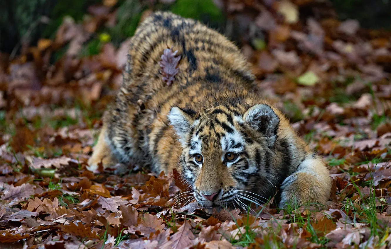 Фото обои осень, листья, тигр, тигрёнок
