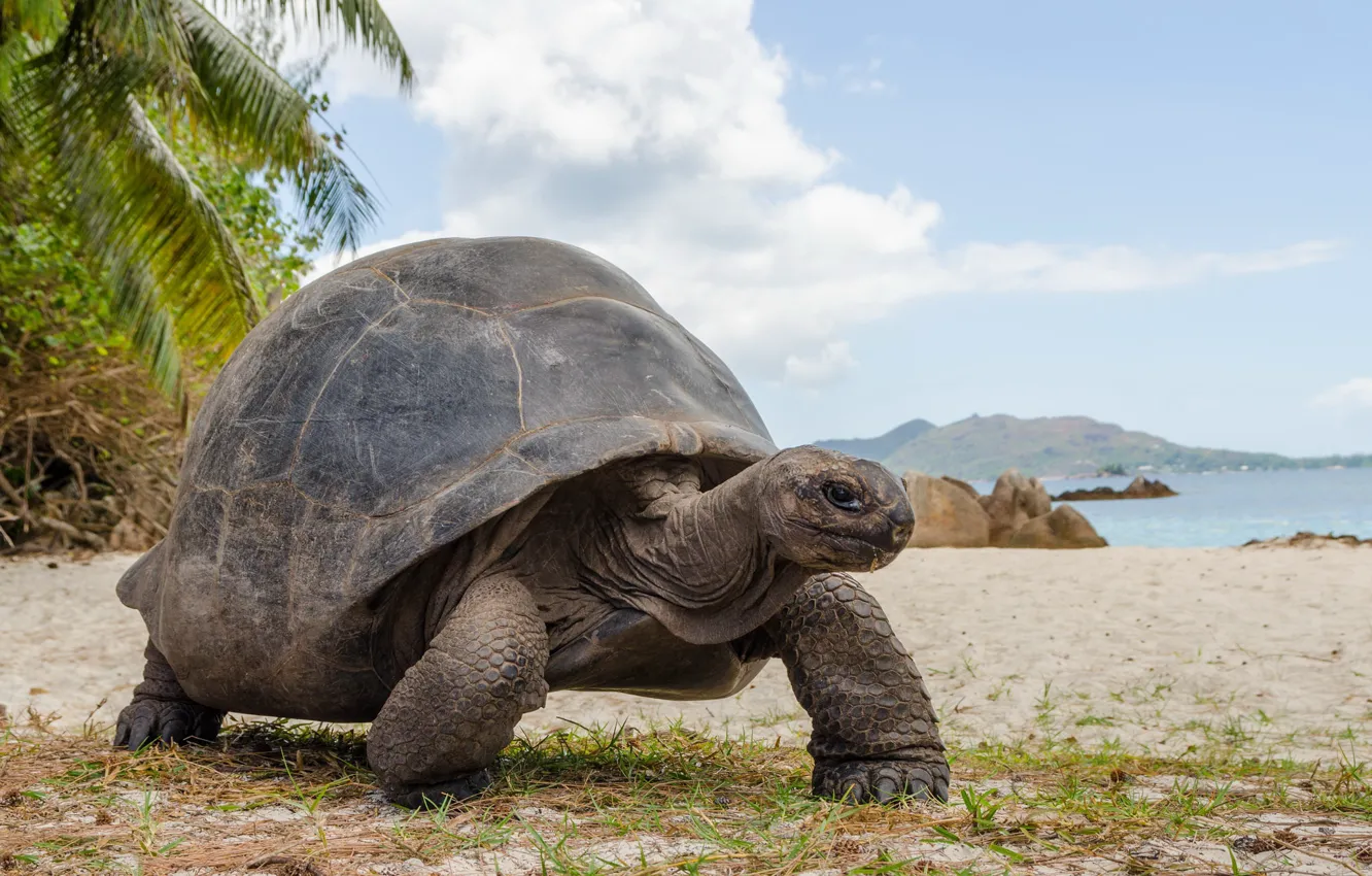 Фото обои Seychelles, Curieuse island, Aldabra Giant Tortoise, Aldabrachelys gigantea