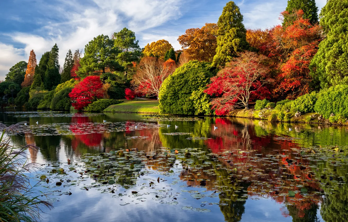 Фото обои осень, деревья, пейзаж, природа, пруд, парк, Англия, Шеффилд