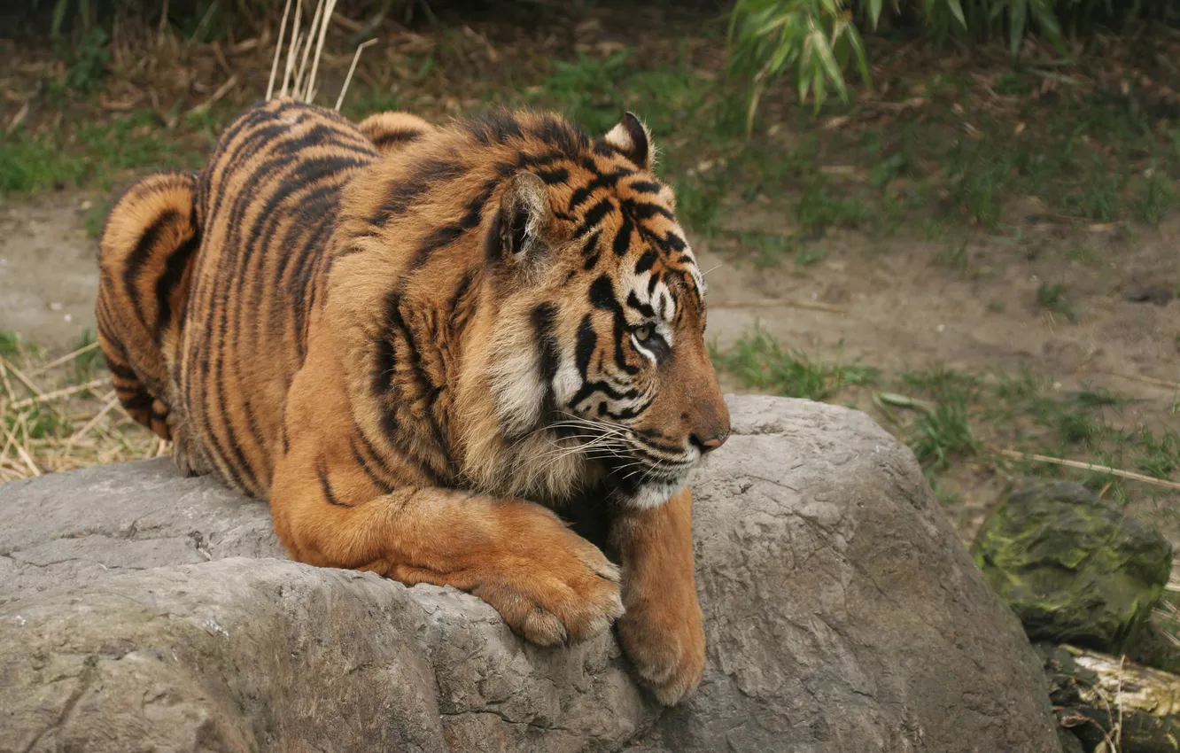 Фото обои тигр, лапы, сидит