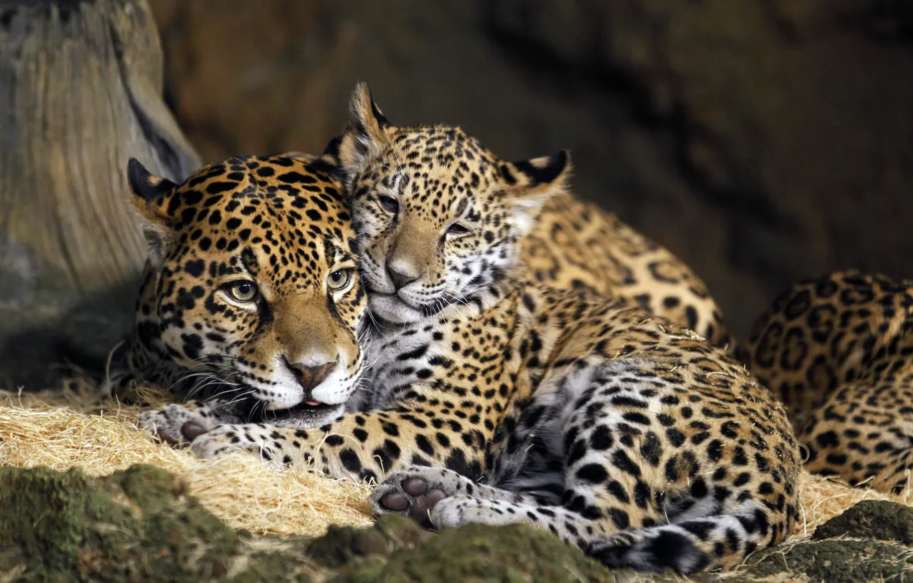 Фото обои ребенок, USA, мать, Ягуары, Milwaukee County Zoo