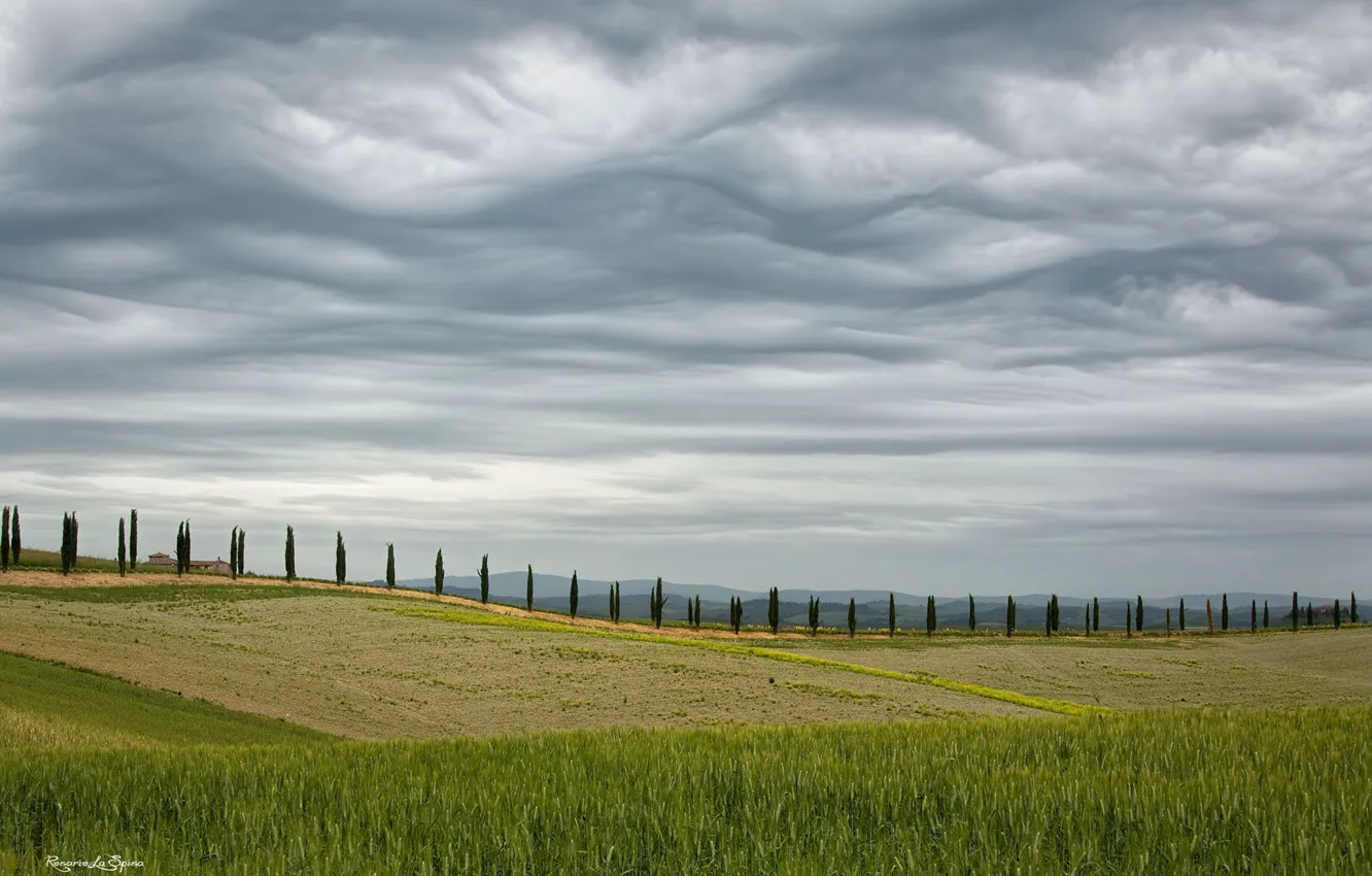 Фото обои поле, небо, деревья, весна, Италия, Май, кипарисы, Тоскана