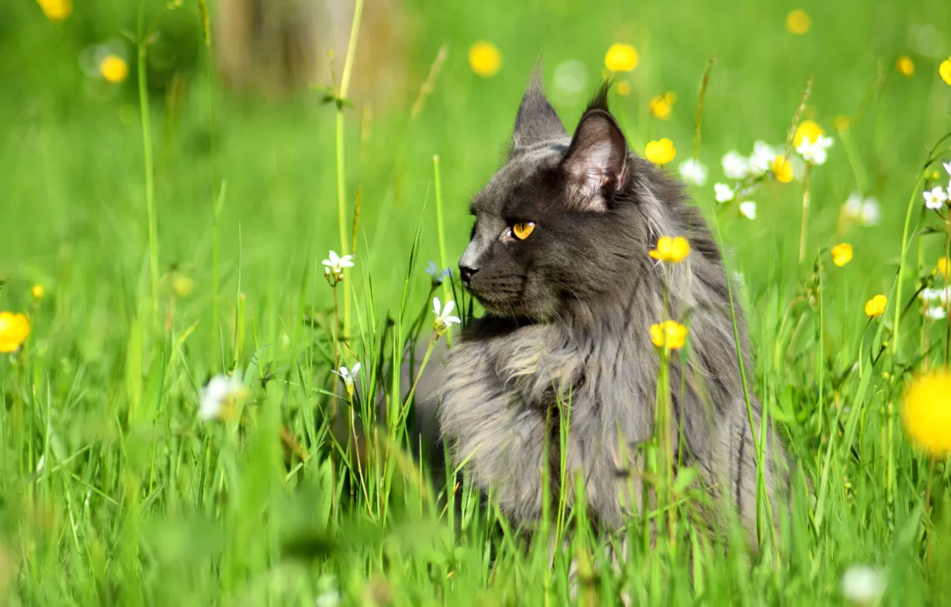 Фото обои кошка, лето, трава, кот, взгляд, морда, цветы, природа