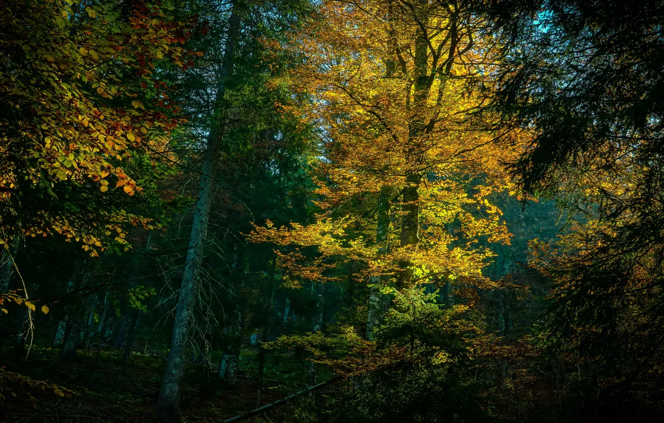 Фото обои осень, лес, деревья, ветки, листва, желтые листья, золотая осень