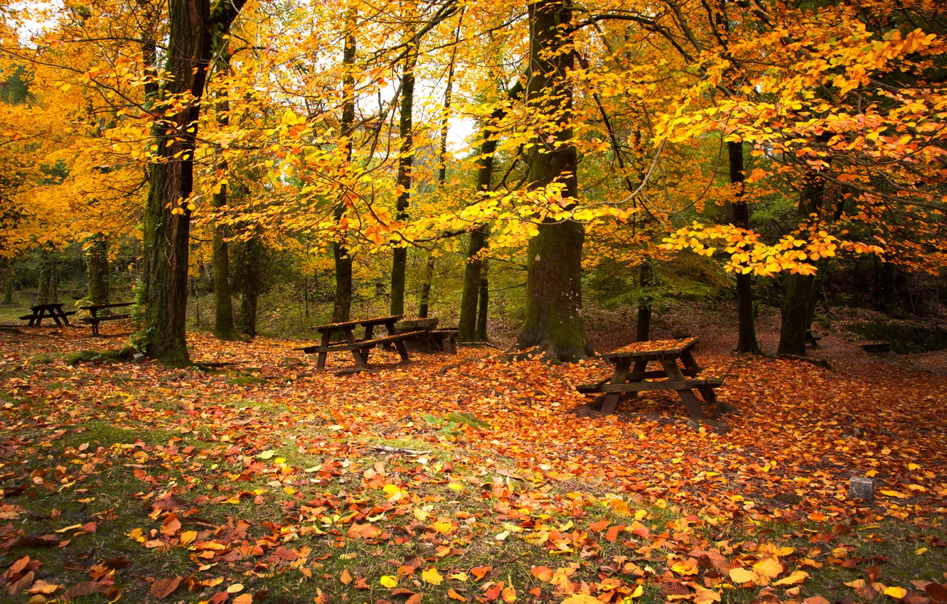 Фото обои осень, лес, деревья, листва, скамейки