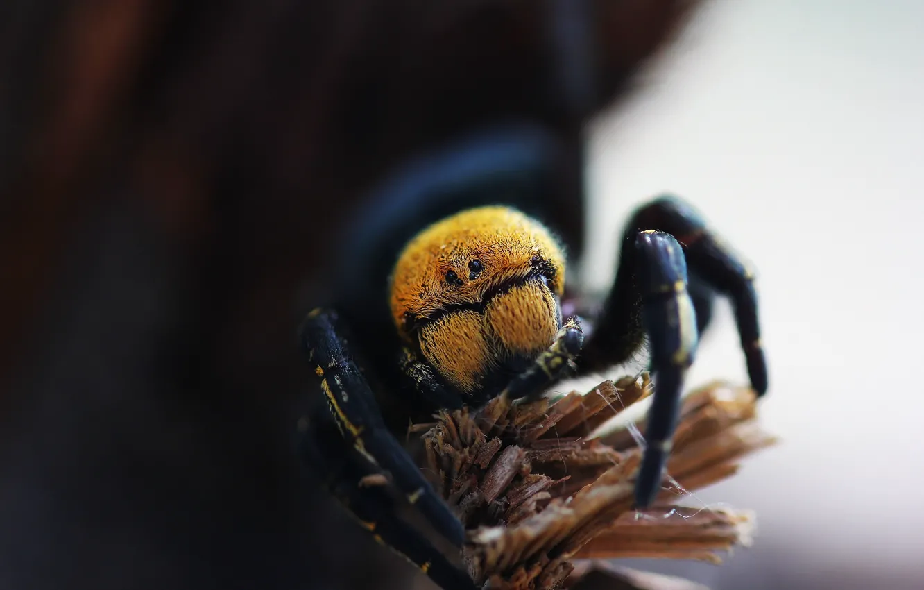 Фото обои макро, фон, паук, эрезус чёрный