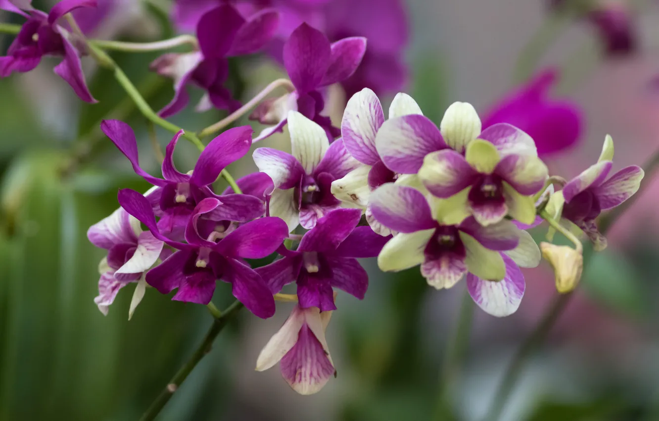 Фото обои ветка, орхидеи, экзотика