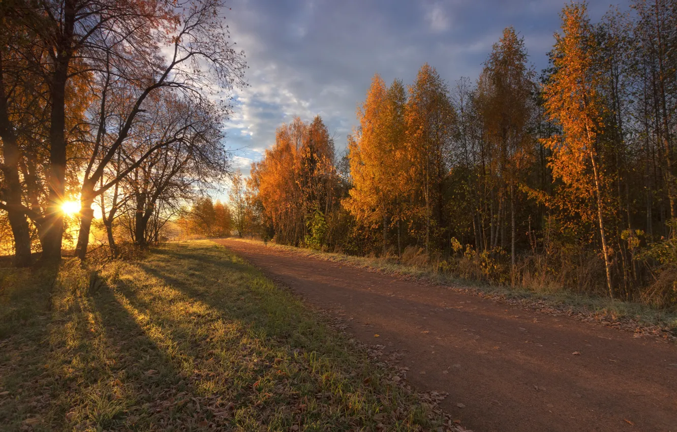 Фото обои солнце, осень, дорога, лес