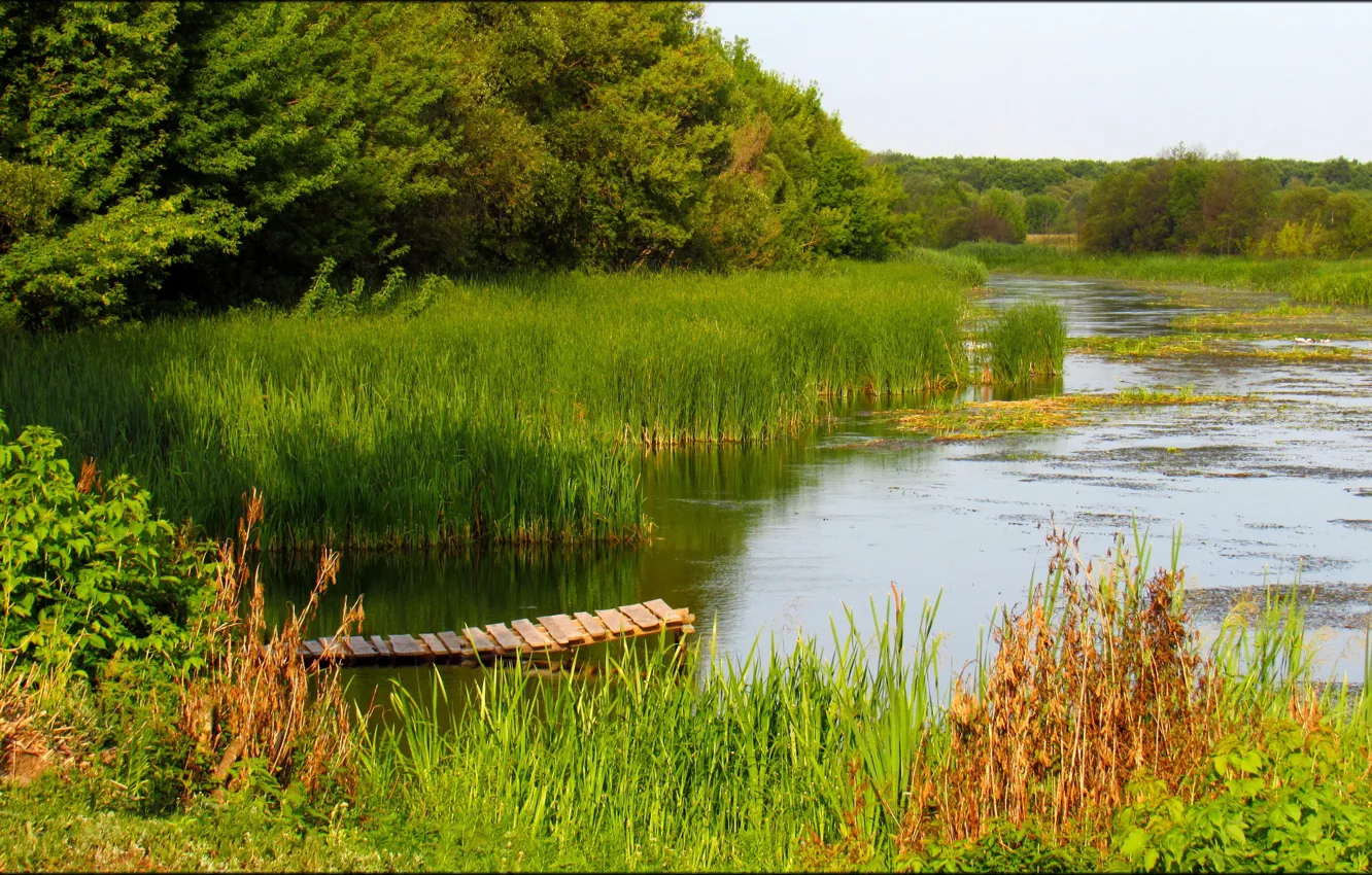 Фото обои Зелень, Река, Мостик