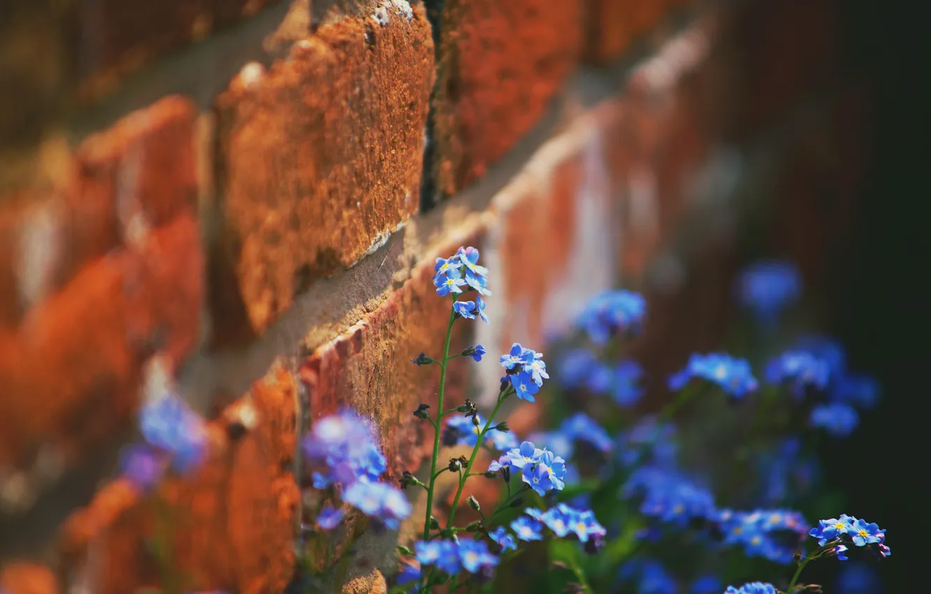 Фото обои цветы, природа, стена