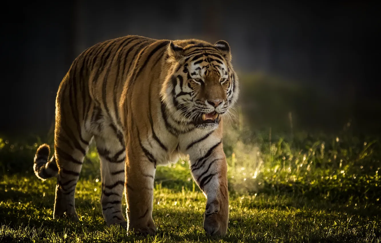 Фото обои тигр, фон, хищник, дикая кошка, красавец