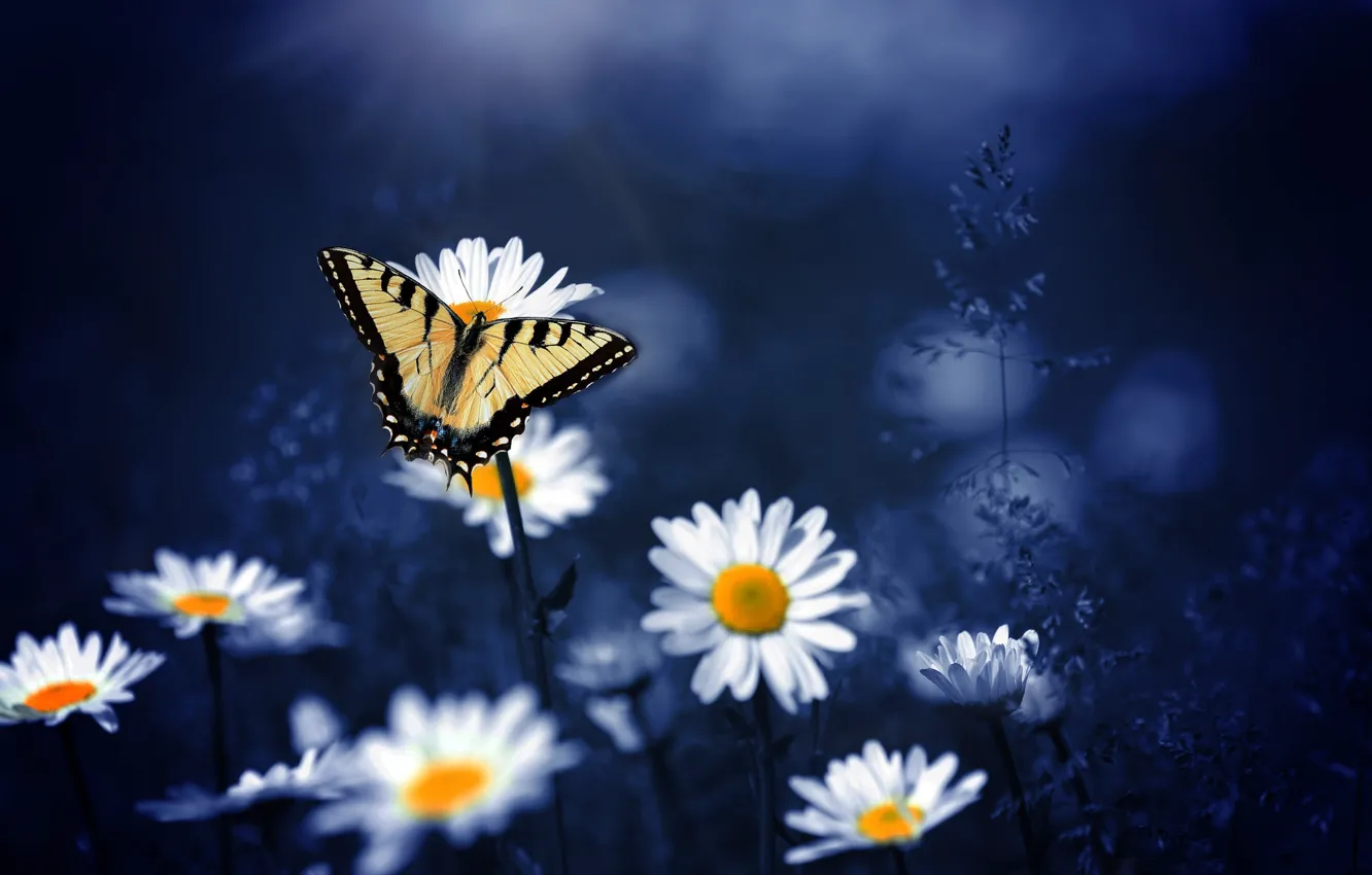 Фото обои макро, цветы, природа, фон, бабочка, ромашки