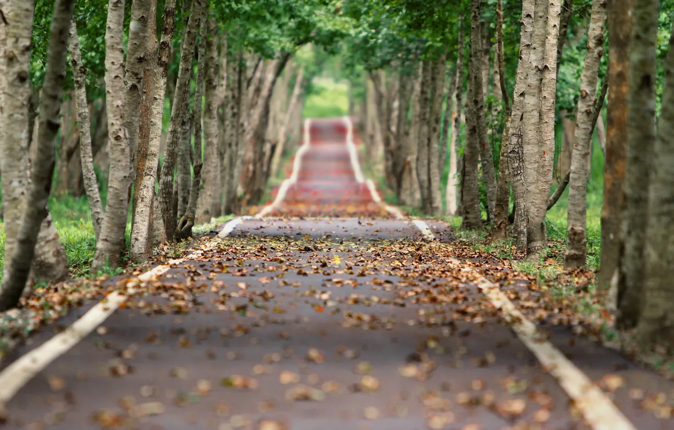 Фото обои дорога, осень, листья, деревья, аллея