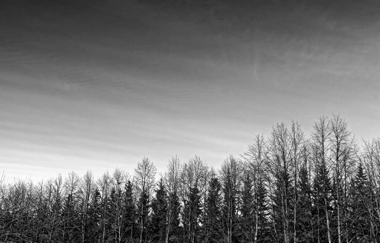 Фото обои лес, небо, готика, черно-белое, аллея