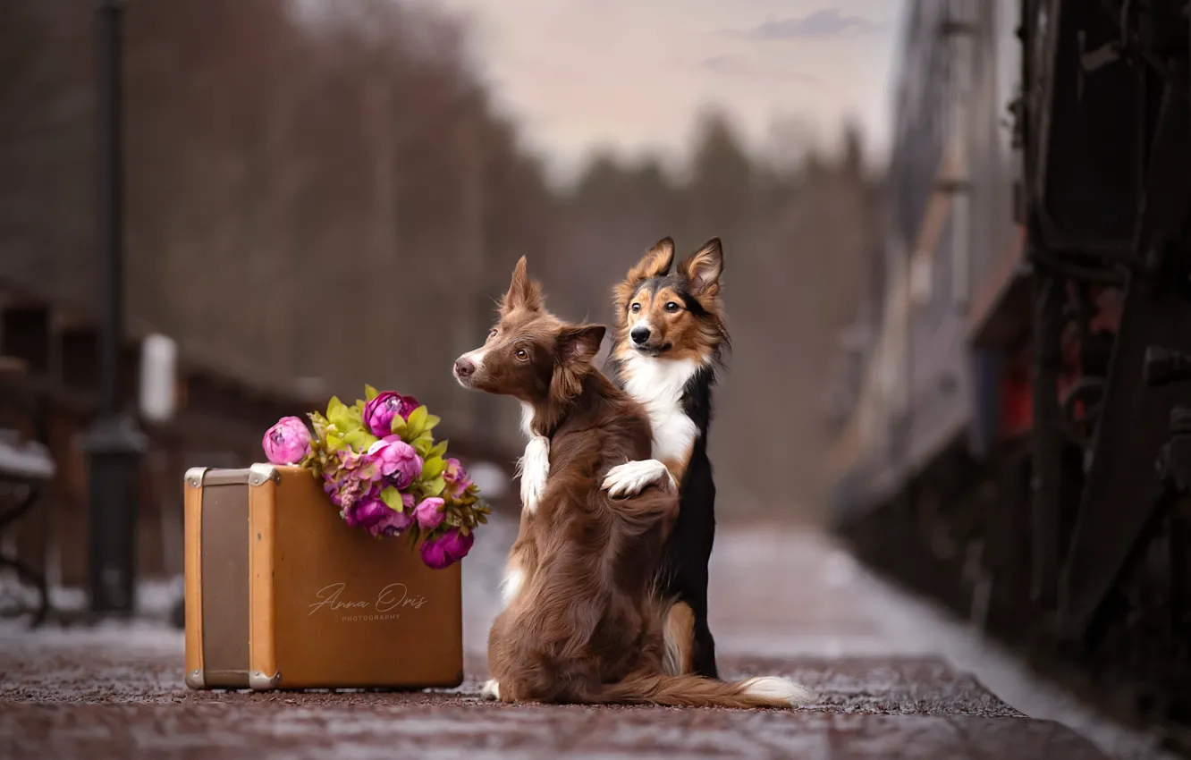 Фото обои цветы, поезд, перрон, чемодан, парочка, две собаки, Anna Oris