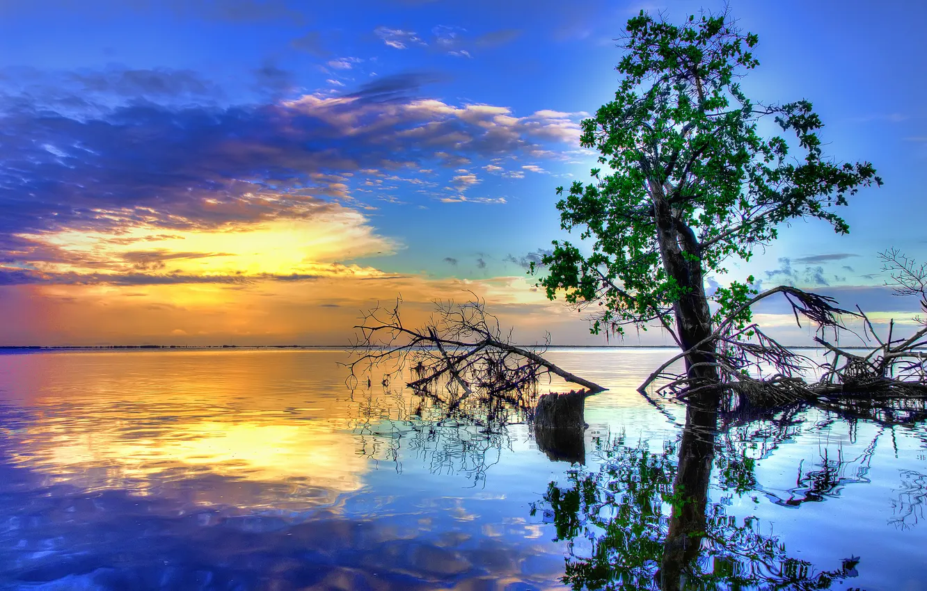 Фото обои вода, закат, отражение, река, дерево