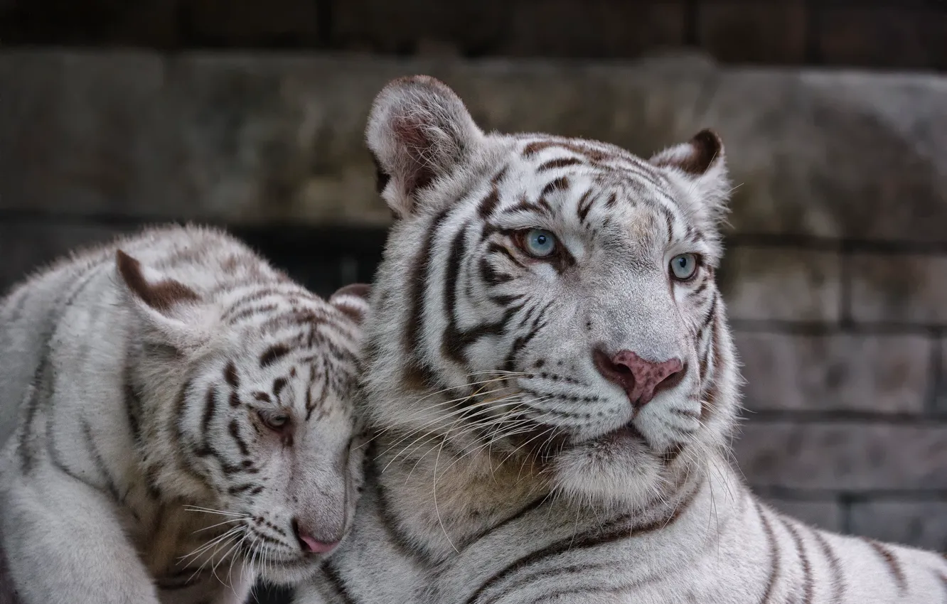 Фото обои кошка, пара, котёнок, белый тигр, тигрица, тигрёнок