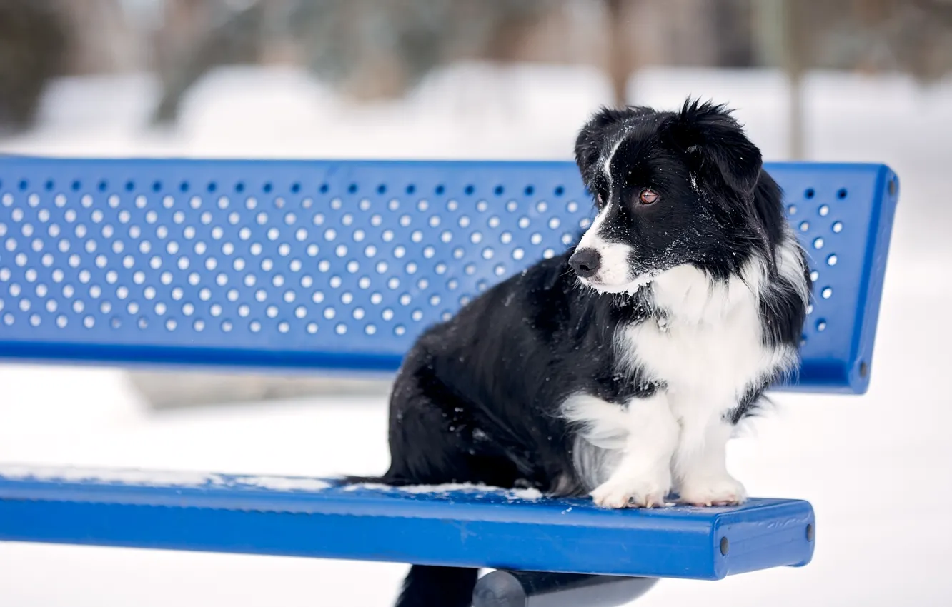 Фото обои скамейка, собака, Бордер-колли