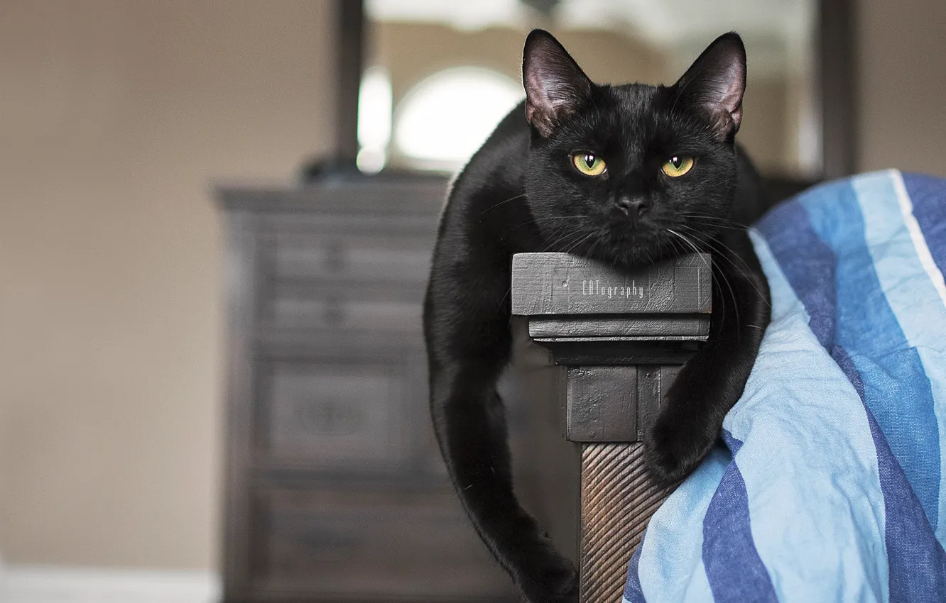 Фото обои кошка, взгляд, портрет, лапы, мордашка, котейка, чёрный кот