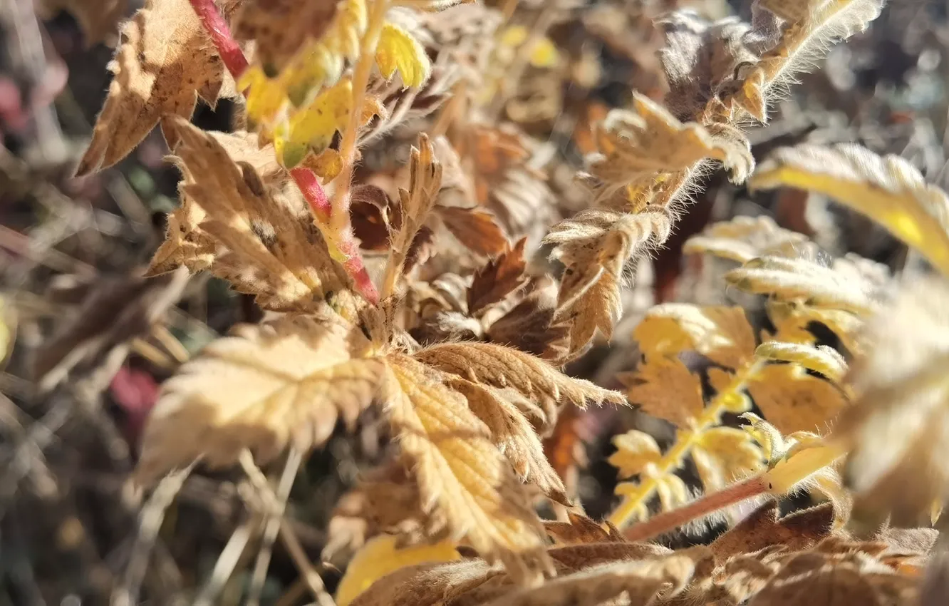 Фото обои макро, природа, кусты, Цверок