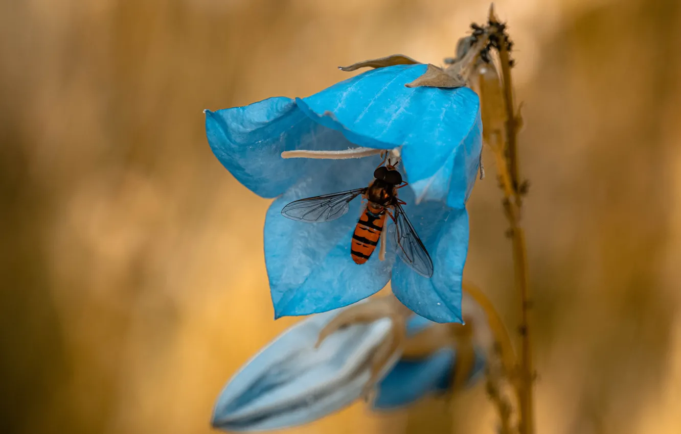 Фото обои цветок, муха, голубой, насекомое, колокольчик, полосатая, мушка