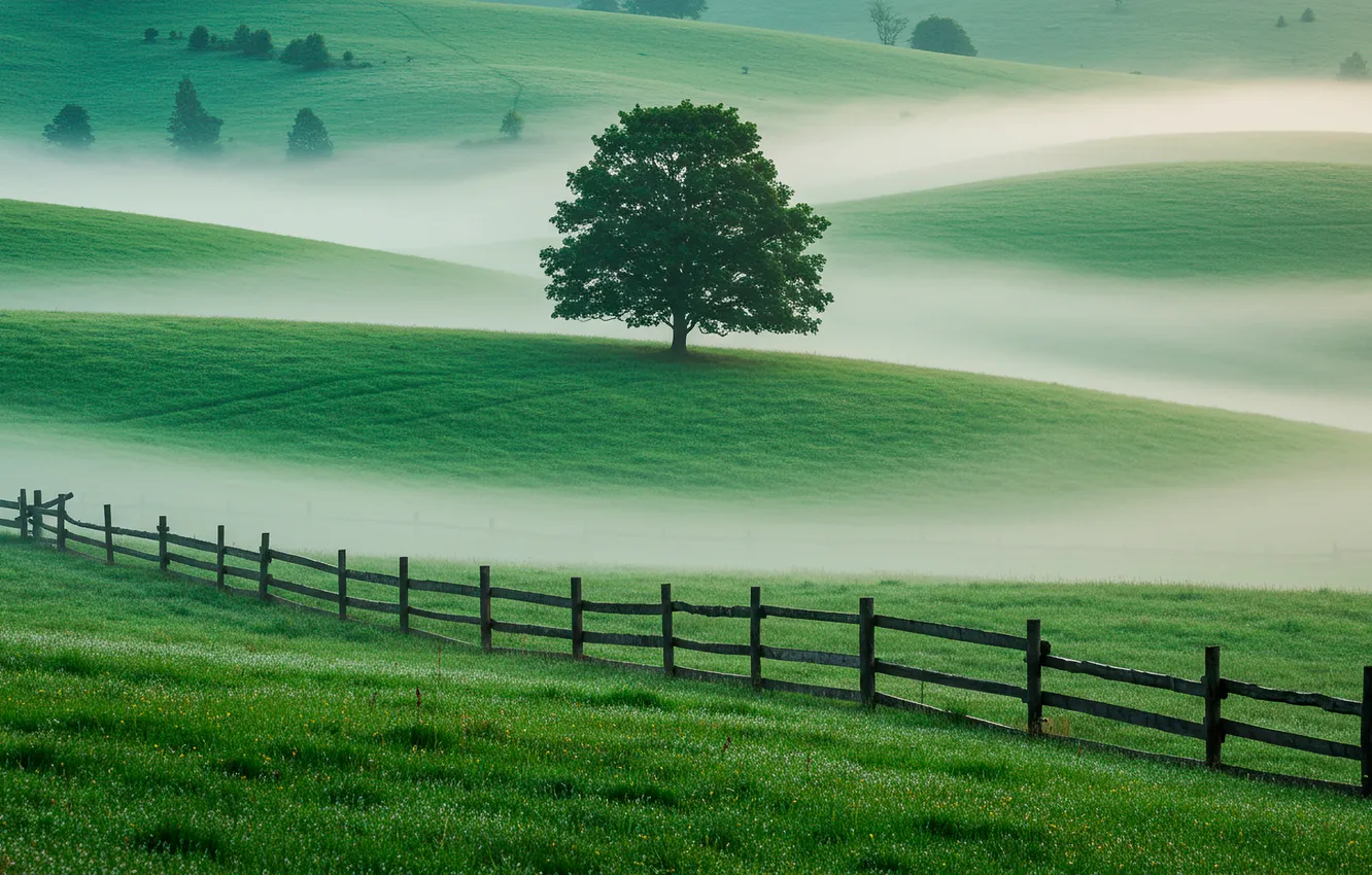 Фото обои поле, трава, туман, дерево, холмы, ограждение, wallpaper, grass