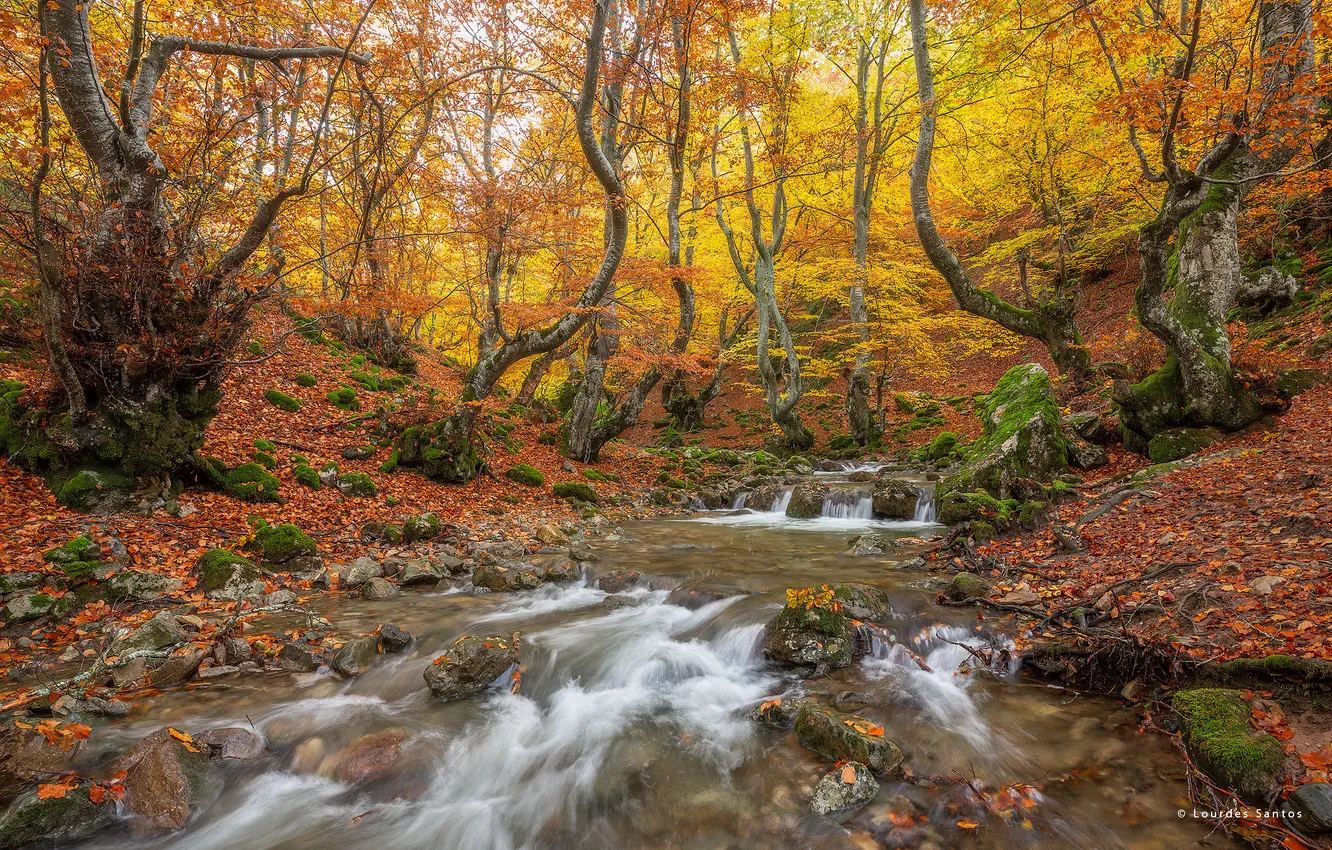 Фото обои осень, лес, природа, река, водопад