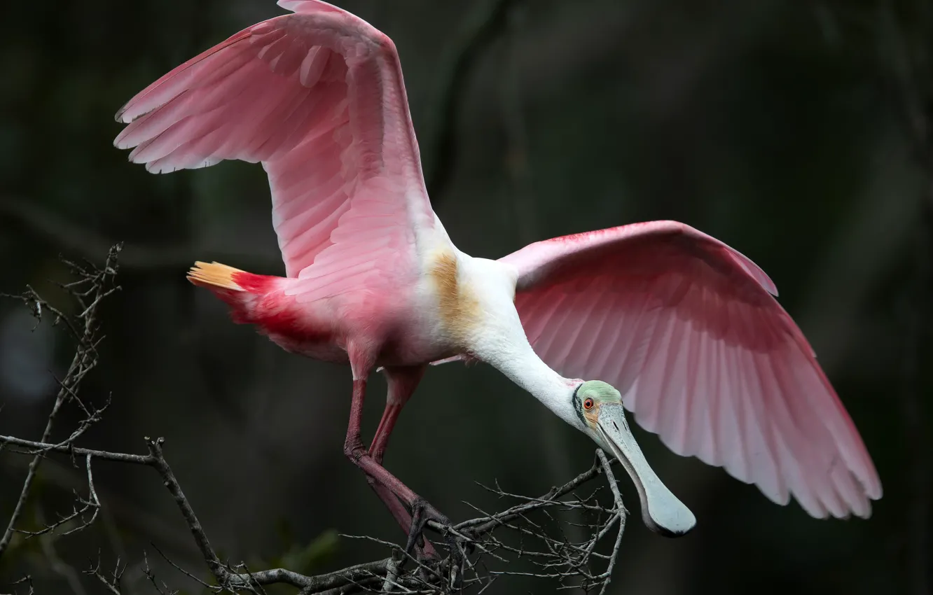 Фото обои ветки, природа, птица, розовая, крылья, перья, клюв, боке