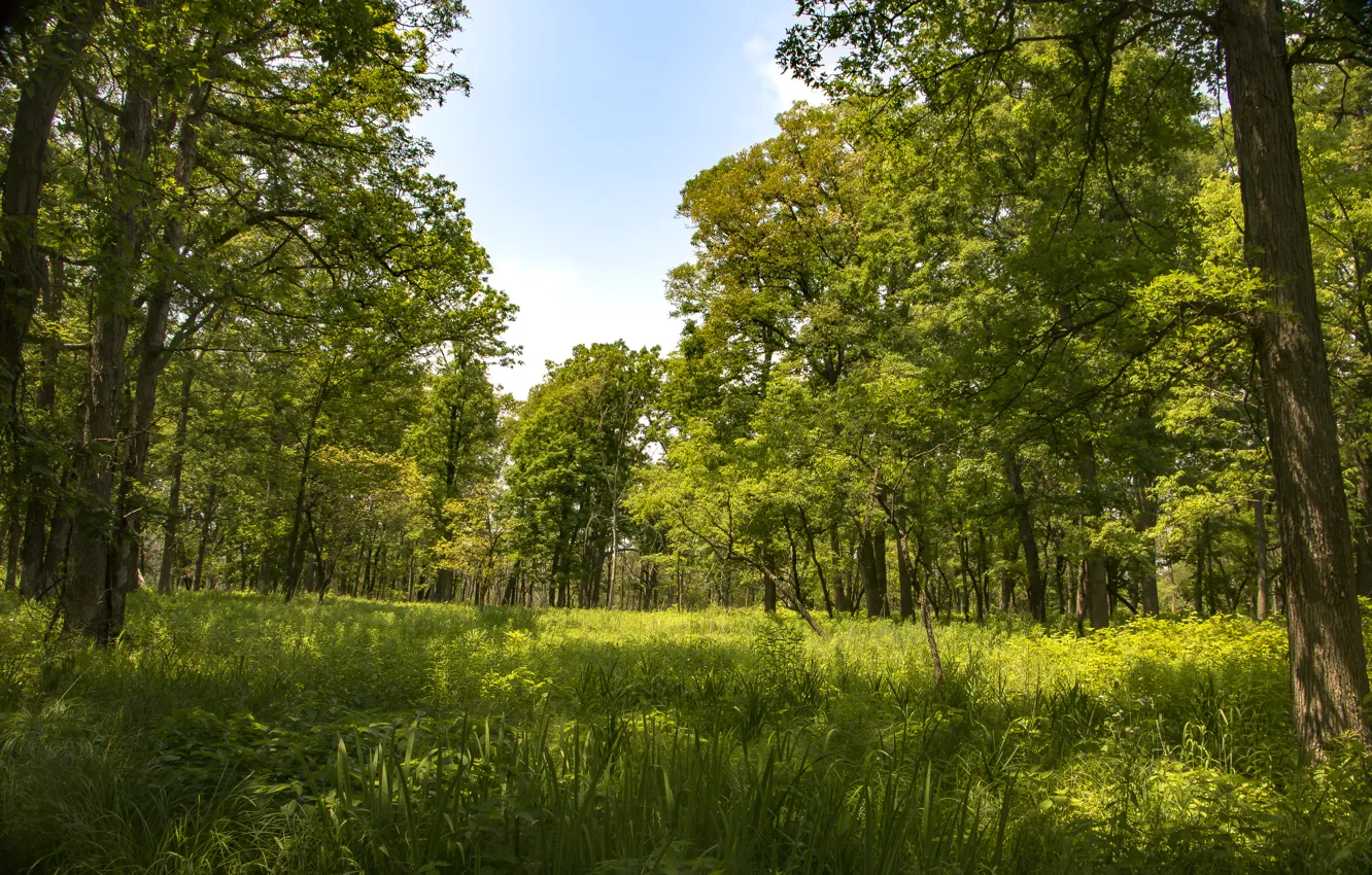 Фото обои зелень, лес, лето, трава, солнце, деревья, США, Cranberry Slough Nature Preserve