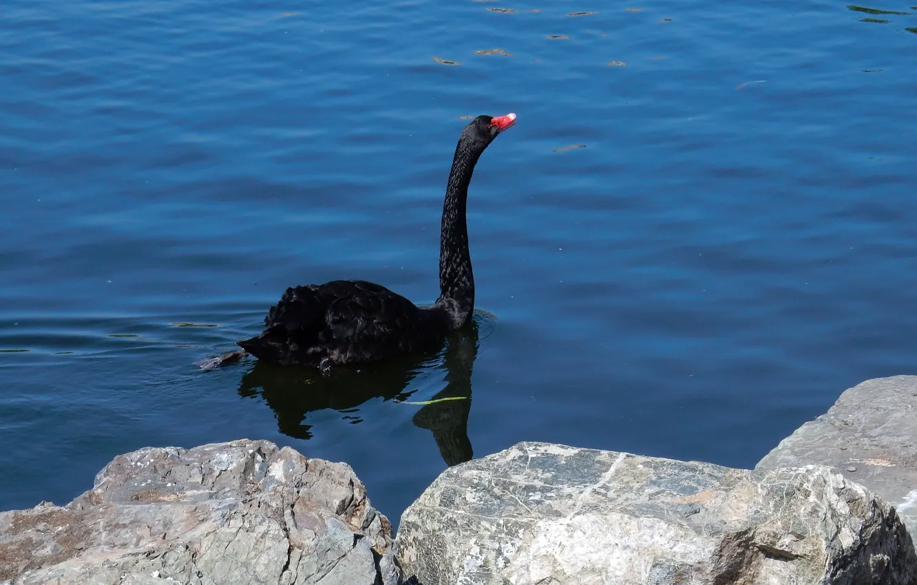 Фото обои животные, озеро, пруд, widescreen, черный, wallpaper, лебедь, swan