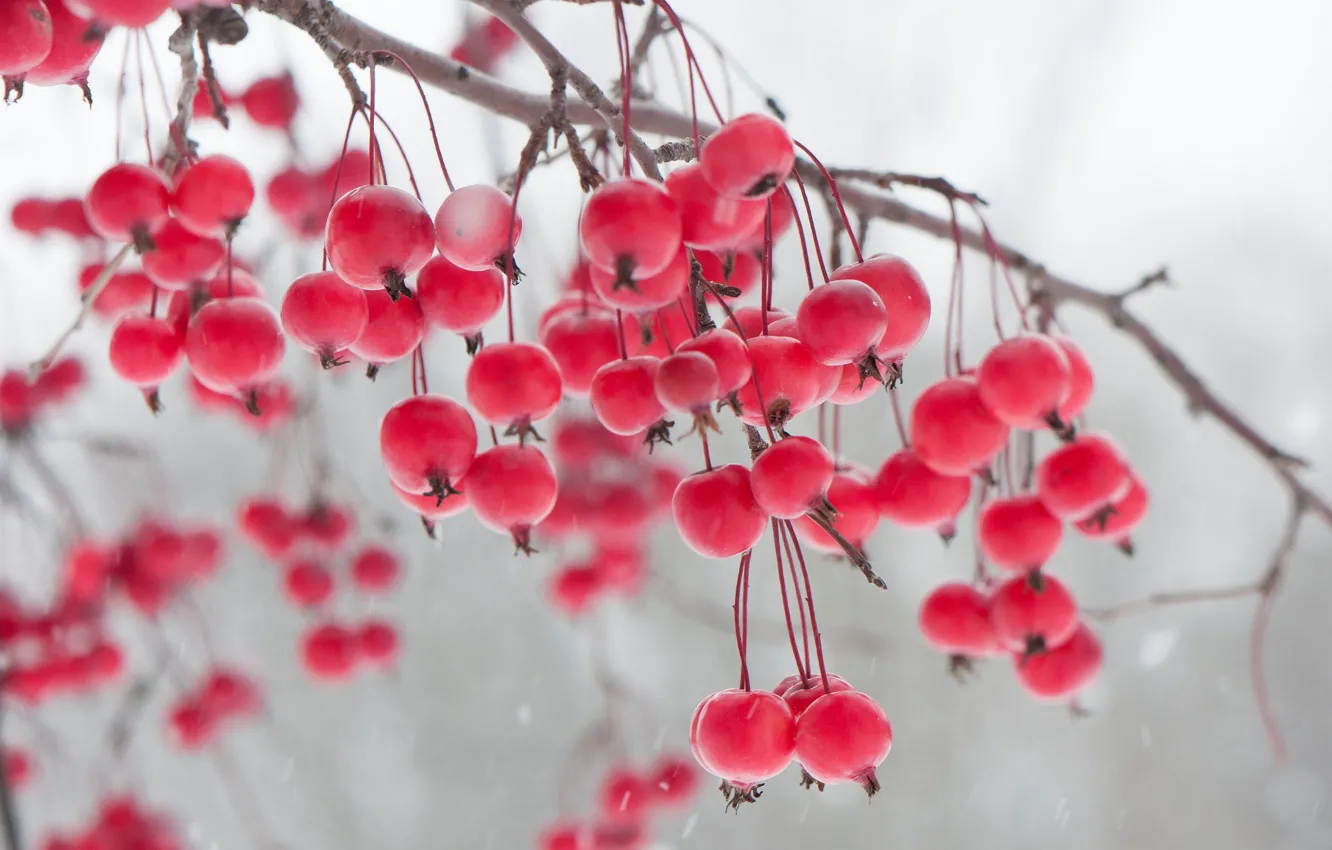 Фото обои зима, ягоды, ветка