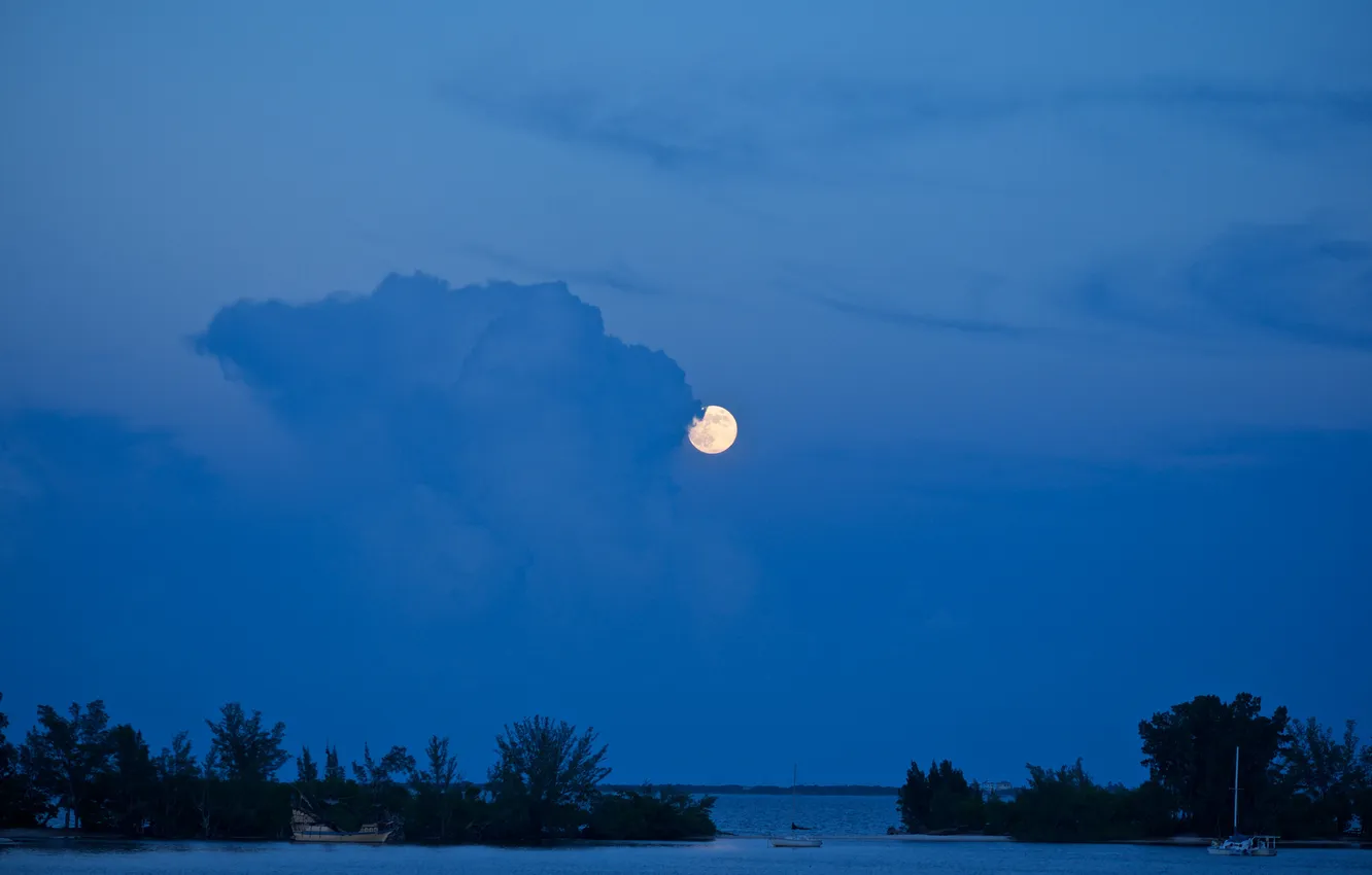 Фото обои море, деревья, ночь, озеро, луна, яхта, залив, гавань