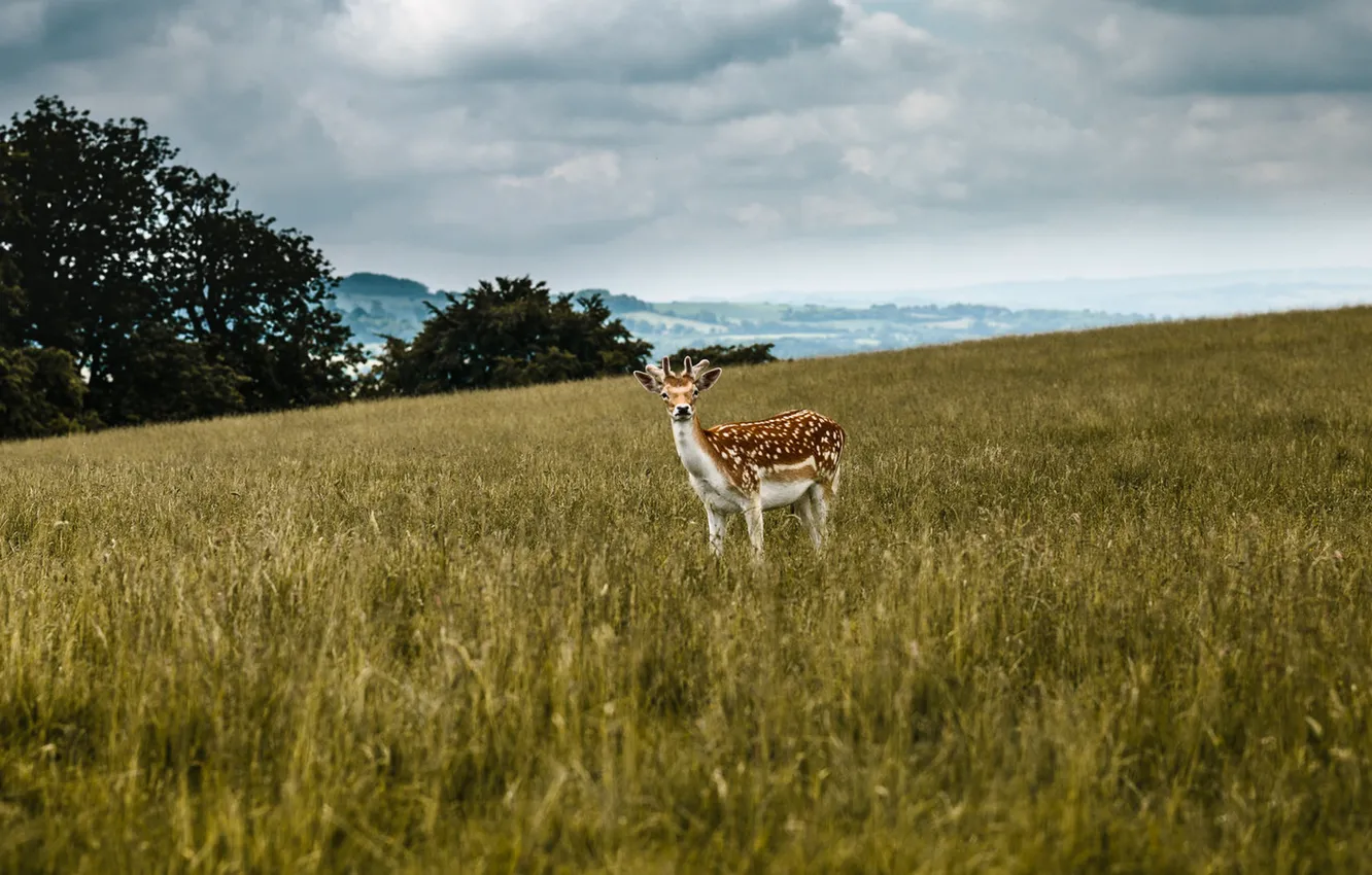 Фото обои field, deer, clouded