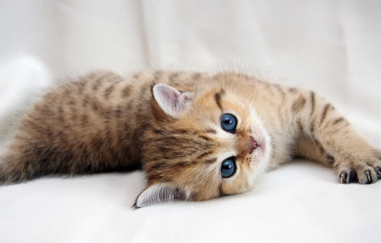 Фото обои Kitten, Tabby, Laying on side