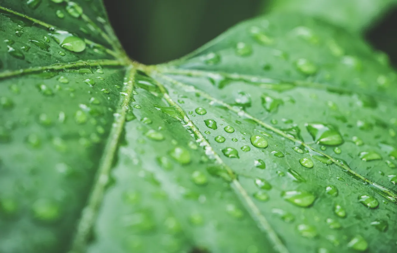 Фото обои капли, лист, зеленый, дождь