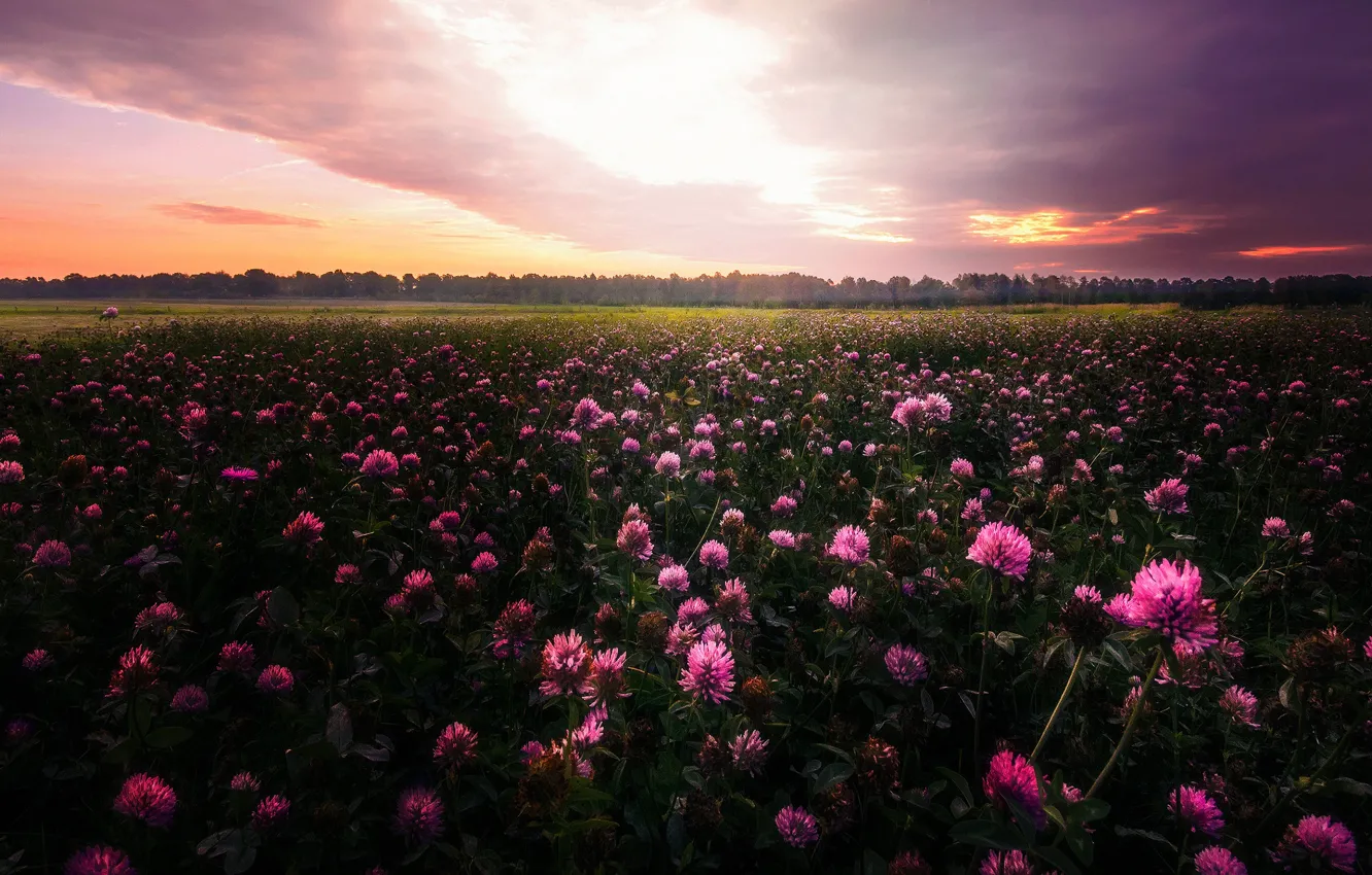 Фото обои поле, небо, облака, закат, цветы, розовый, вечер, луг