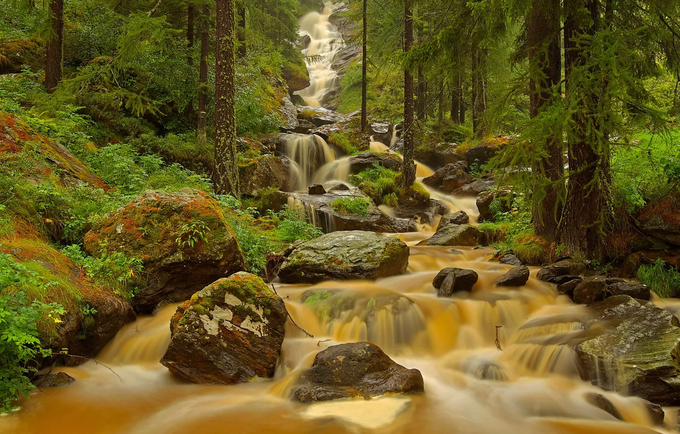 Фото обои лес, деревья, река, камни, поток, Италия, Валле-д’Аоста