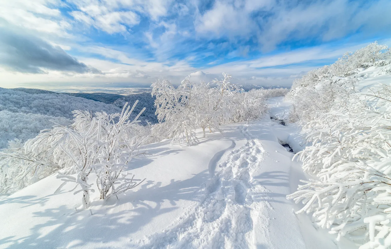 Фото обои зима, снег, деревья, следы, сугробы, Россия, Сахалин, Александр Еганов