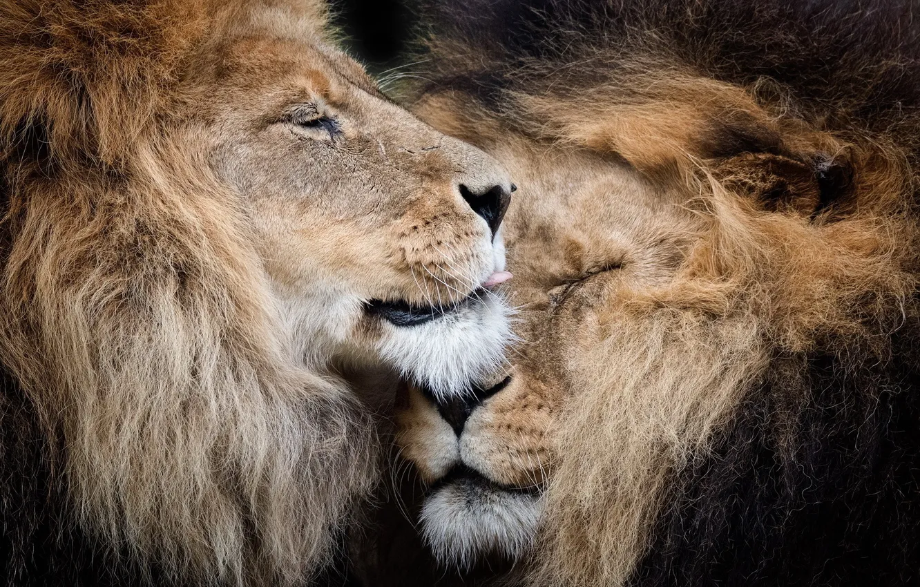Фото обои природа, звери, львы