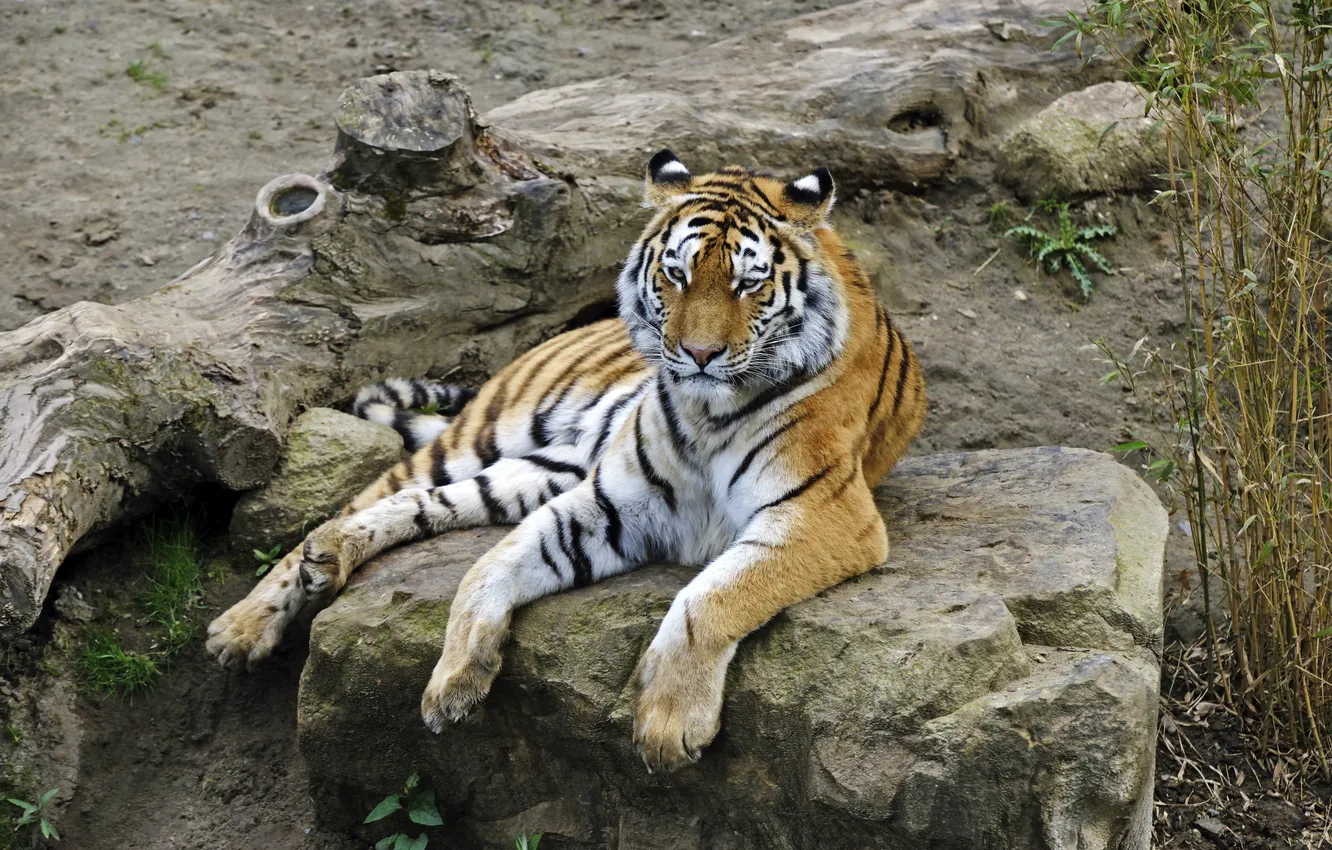 Фото обои кошка, тигр, отдых, камень, бревно, амурский