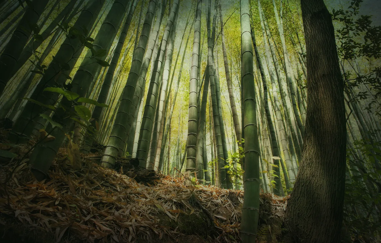 Фото обои лес, высота, бамбук